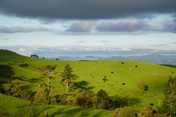 Fototapeta premium Neuseeland_Landschaft1