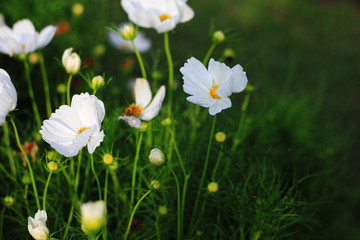 Cosmos  flower