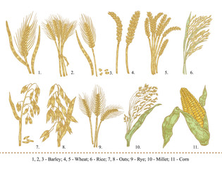Cereal set. Hand drawn barley, wheat, rice, oats, rye, millet, corn © J_ka