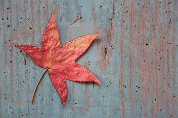 hoja roja otoño madera azul vieja U84A0528-f16