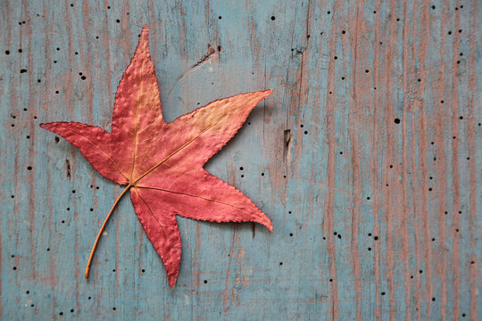 hoja roja oto&ntilde;o madera azul vieja U84A0528-f16