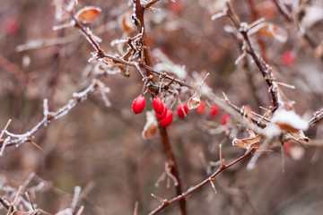 Rote Beeren im ersten Frost