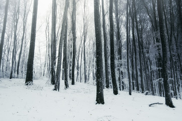 winter forest landscape with snow