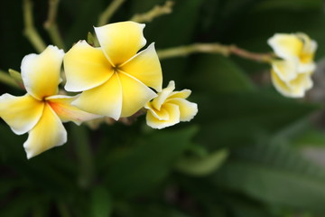 Plumeria on the tree