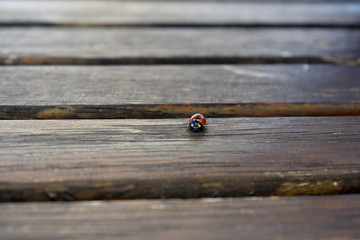 Biedronka na stole © Mateusz