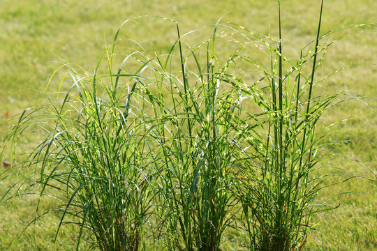  Miscanthus sinensis Strictus