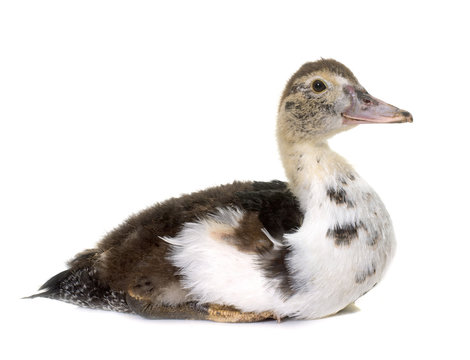Barbarie duckling in studio
