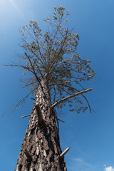 Pinus pinaster tree