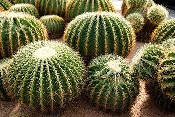 Gordijnen Giant cactus © chaiyabutra