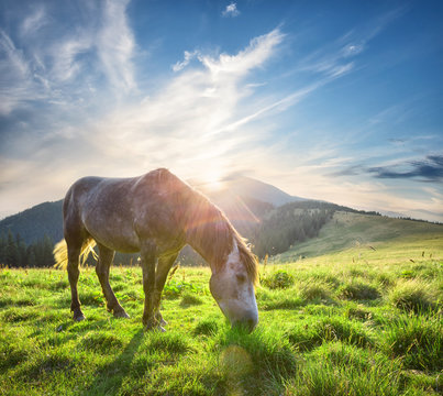 Horse in the sun on green mountain pasture