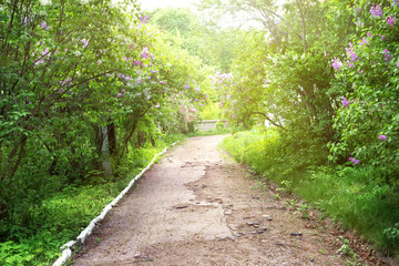 Fototapeta na wymiar The path in the park with blossoming lilac