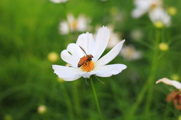 Cosmos flower
