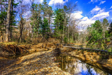 Creek in The Forest - wild nature