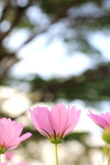 Cosmos  flower
