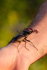 Stag beetle crawling on hand