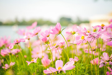 Obraz premium Cosmos bipinnatus flowers blooming in the garden.