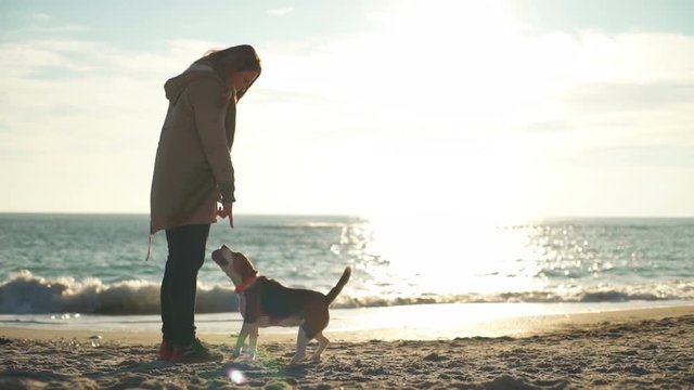 A playful beagle plays fetch and brings back a ball to a woman on the beach