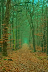 Scenic image of mysterious autumn forest with fog and trail.