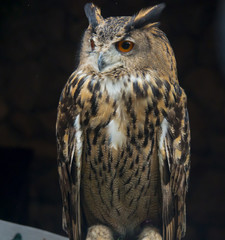 The Owls are a creatures have a power.