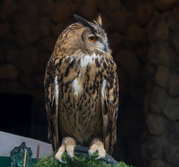 The Owls are a creatures have a power.