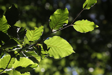 Buchenblätter im gegenlicht