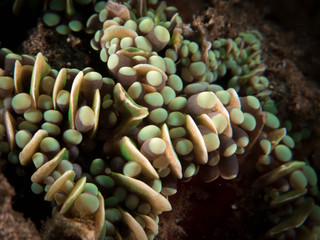 Naklejka na ściany i meble Coral Reef Texture, Macro