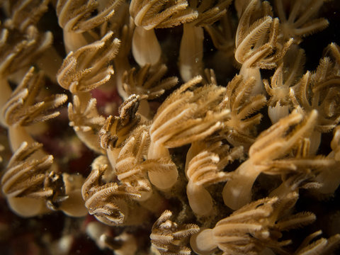 Coral Reef Texture, Macro