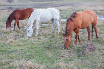 Obraz premium three wild horses grazing