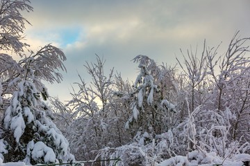 Beautiful winter trees branches with a lot of snow
