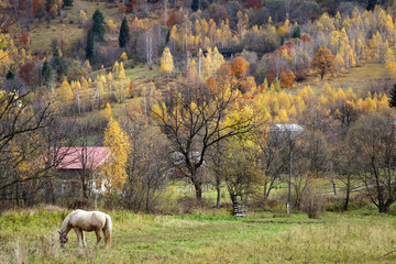 Obraz na płótnie Canvas Carpathian mountain in autumn