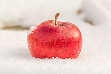 Icy red apple on the snow, close up