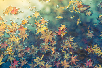 Fototapeta na wymiar Colorful Autumn maple leaf on the water ( Filtered image proces