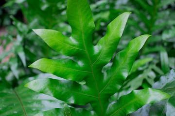This oxygen giving tropical plant is some of the jungle greenery that can be found in central Thailand outdoors in back yards or even in the countryside. The beautiful waxy leaves are water proof.