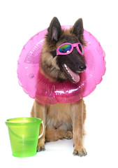 belgian shepherd tervuren in holiday