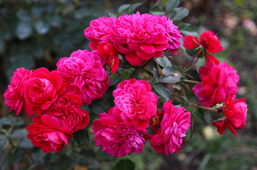Romantic pink rose in a summer garden.

