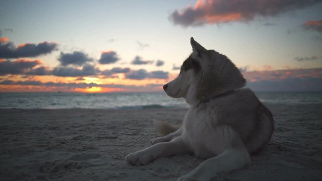Cute husky dog with beautiful eyes peacefully looking at the waves on the beach