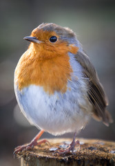 Robin close up