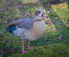 Egyptian Goose