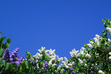 purple and white flowers on a background of blue sky
