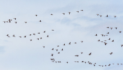 Ánsares Comunes en vuelo. Anser anser. Reserva Natural Lagunas de Villafáfila, Zamora, España.
