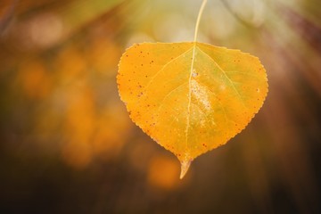 Fototapeta na wymiar Yellow leaf with the sunny light in the Autumn