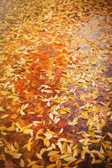 Fallen leaves of trees