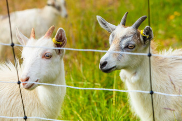 Goats eating grass on pasture
