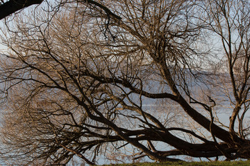 Tree in front of a lake in winter