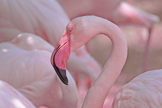 Fototapeta pink flamingo portrait 