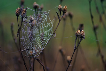 Sieć pajęcza © Jozef