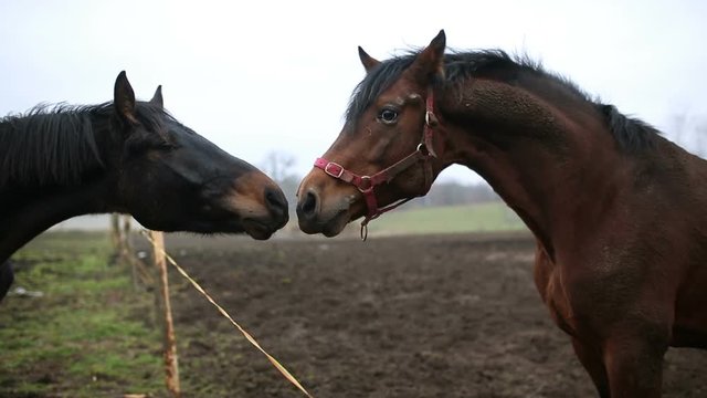 Sexual behavior of horses
