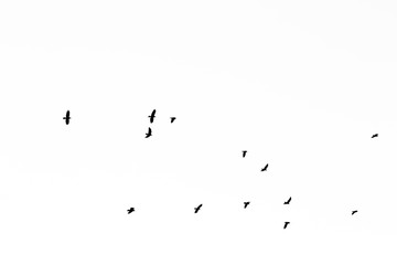 A flock of flying birds on a white background
