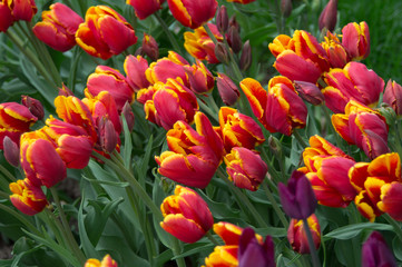 beautiful red yellow tulip flower in the garden