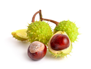 Horse-chestnut (Aesculus) fruits